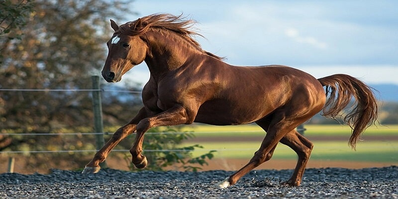 Ngựa chạy là biểu tượng cho phát triển mạnh mẽ, vượt qua khó khăn